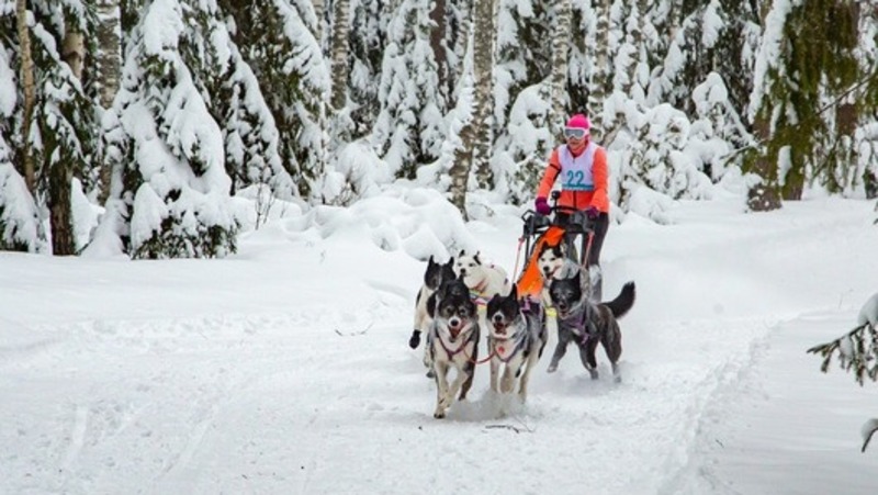 150 спортсменов примут участие во всероссийской гонке на собачьих упряжках во Владимирской области