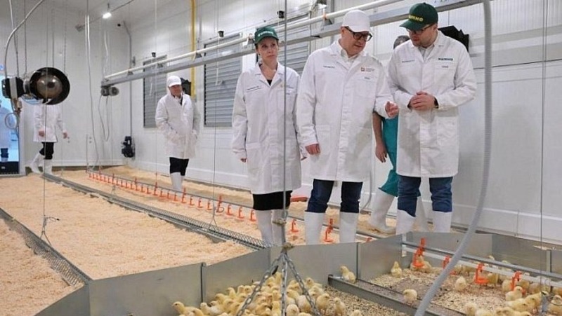 Челябинская область вошла в топ-3 регионов по производству яиц