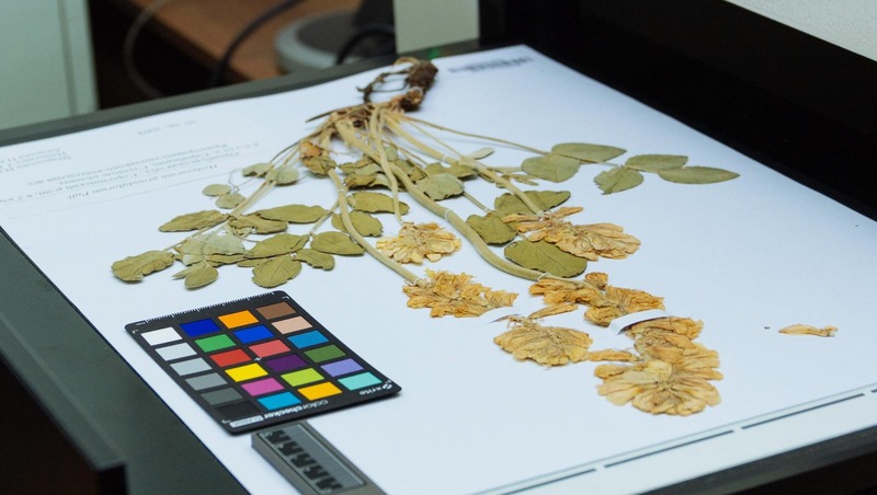 Гербарий Самарского университета вошёл в международную базу знаний о жизни на Земле