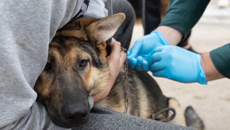 Более 200 питомцев вакцинировали от бешенства в казанских поселках