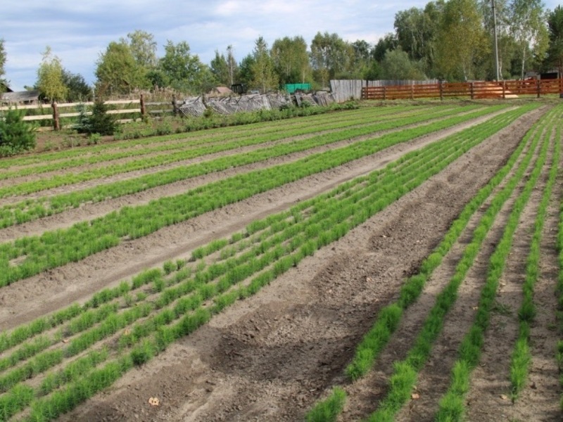 На модернизацию лесных питомников в Омской области направят почти 15 миллионов рублей