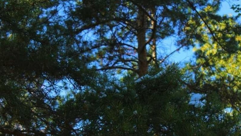 В Омской области стартовала выдача разрешений на добычу косули и лося