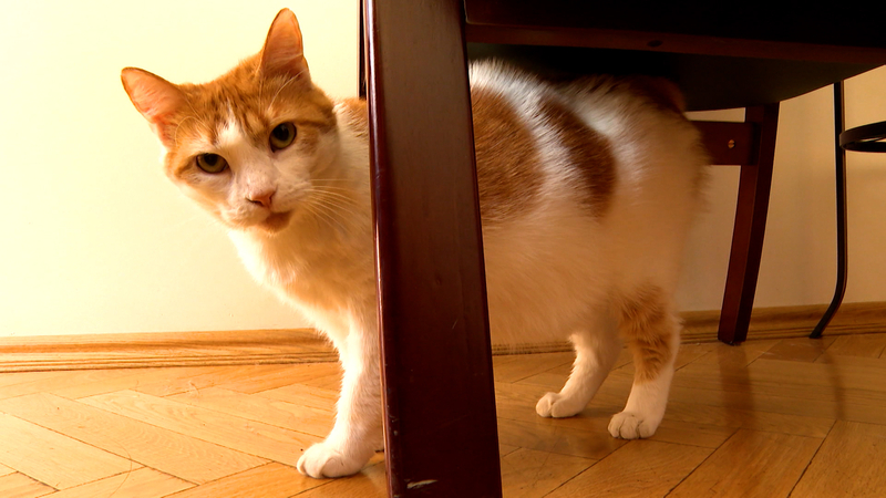 Аудиокнигу о кошке Анжелине из Государственной капеллы презентовали в Петербурге