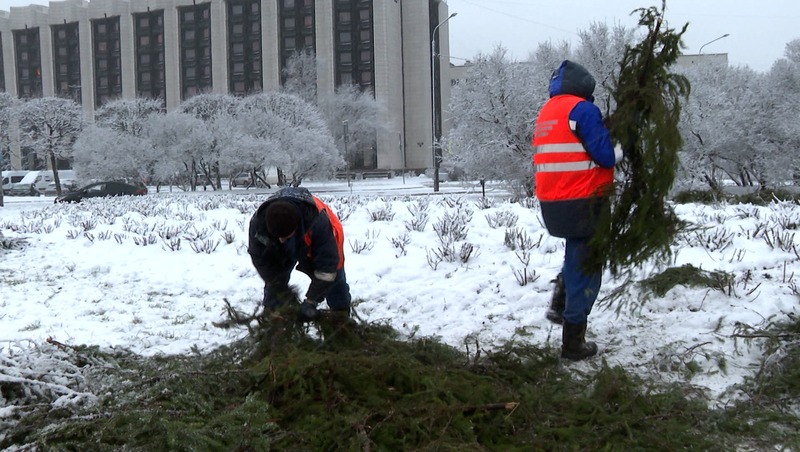 Предзимняя санитарная обрезка деревьев началась в Петербурге