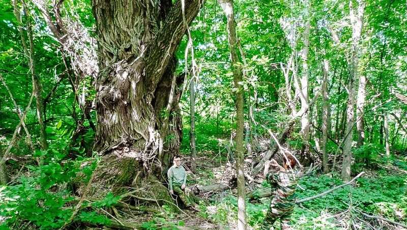 Ива в «Самарской Луке» претендует на звание «Дерево года»