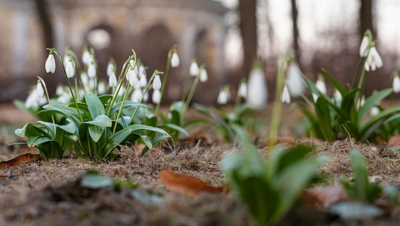 Летний и Михайловский сады закроют на весеннюю просушку с 1 апреля