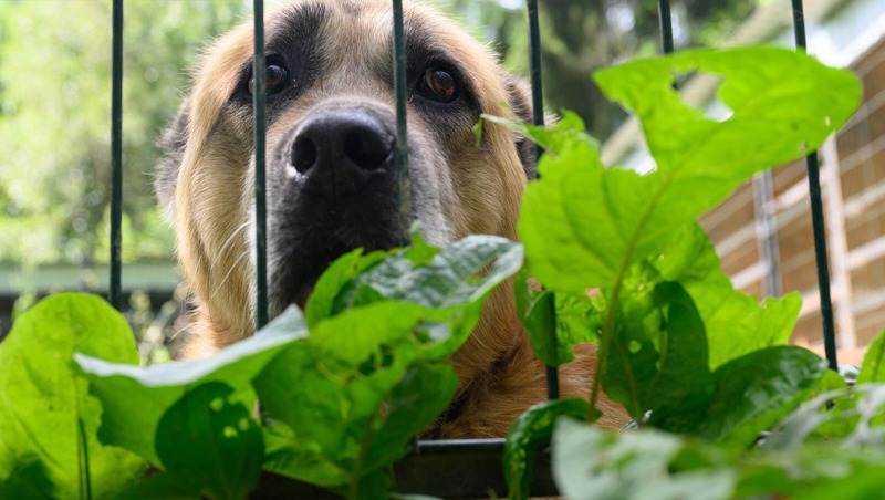 Крупных собак разрешат выгуливать только на поводке и в наморднике в Петербурге