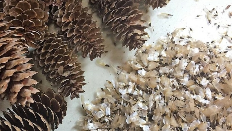 Более 300 кг семян для лесовосстановления заготовили в Нижегородской области