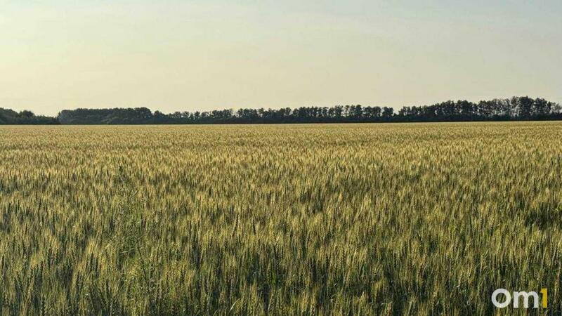 Омская область на 3 месте в РФ по погрузке зерна