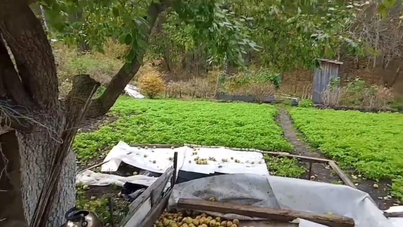 Медвежонок забрел в садовое товарищество под Миассом