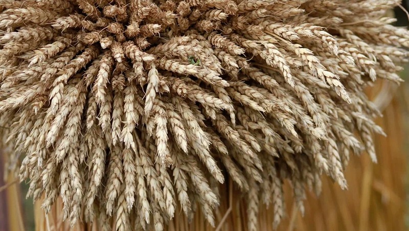 Казанский учёный разработал препарат для повышения урожайности пшеницы