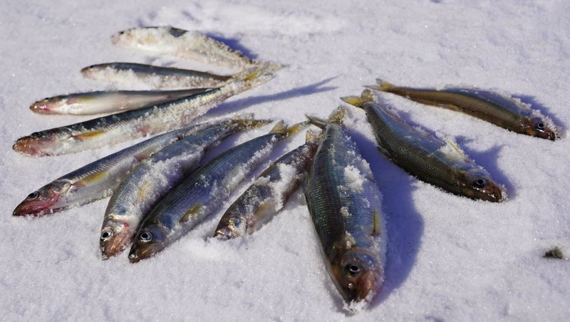 Фестиваль зимней рыбалки «Клёвая Колыма»-2026 отменен из-за непогоды в Магадане