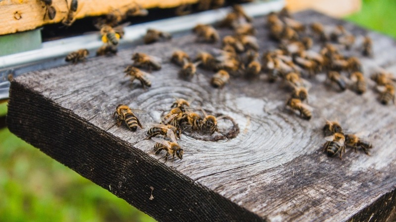Сотни тонн дикого меда из Приморья будут экспортировать в Китай