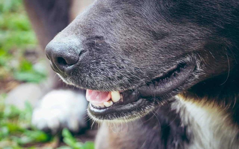 Бешенство выявили в микрорайоне Воронежа