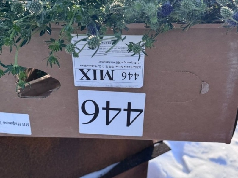 В Омске из-за опасного трипса сожгли партию цветов 