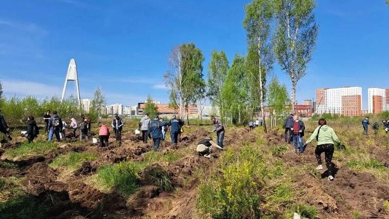 В Челябинском бору высадили 9,9 тысячи сосен в память о героях войны