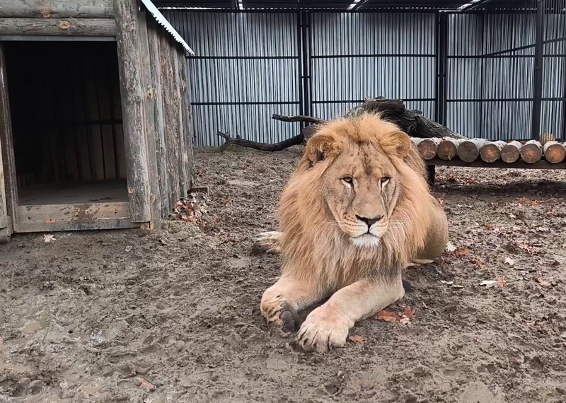 В самарском зоопарке построили новые вольеры для льва и пумы