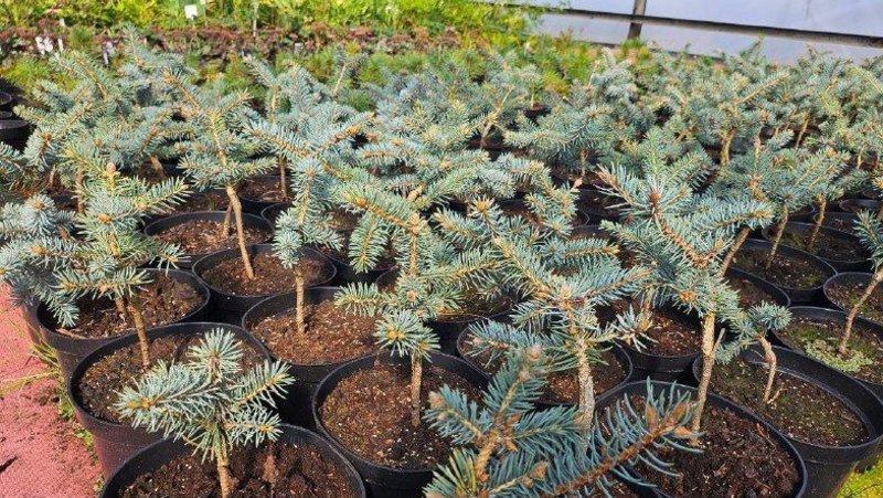 Около 10 тыс. хвойных деревьев высадят в 2026 году в Петербурге