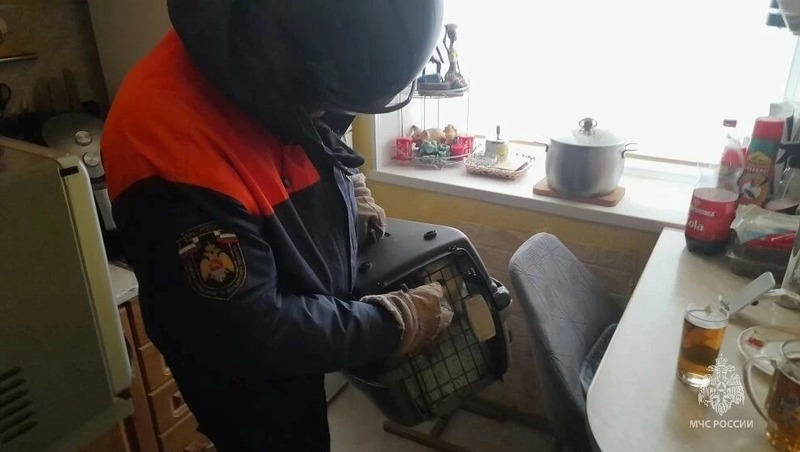Семья вызвала МЧС для спасения от агрессивного кота в Магадане