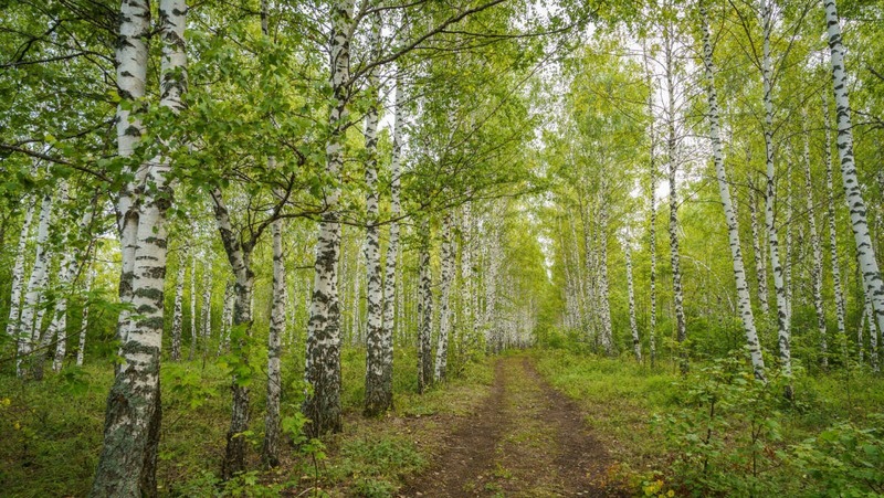 Юбилейный экофестиваль «УрманФест» состоялся в Пестречинском районе