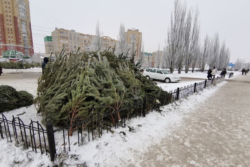 В Омске продали только половину заготовленных на Новый Год елей