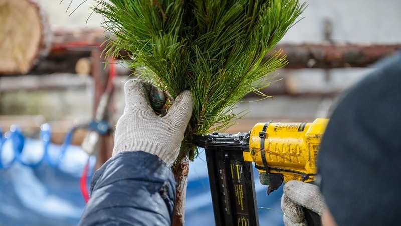Магаданский лесхоз начал производство целебных новогодних елей из кедрового стланика