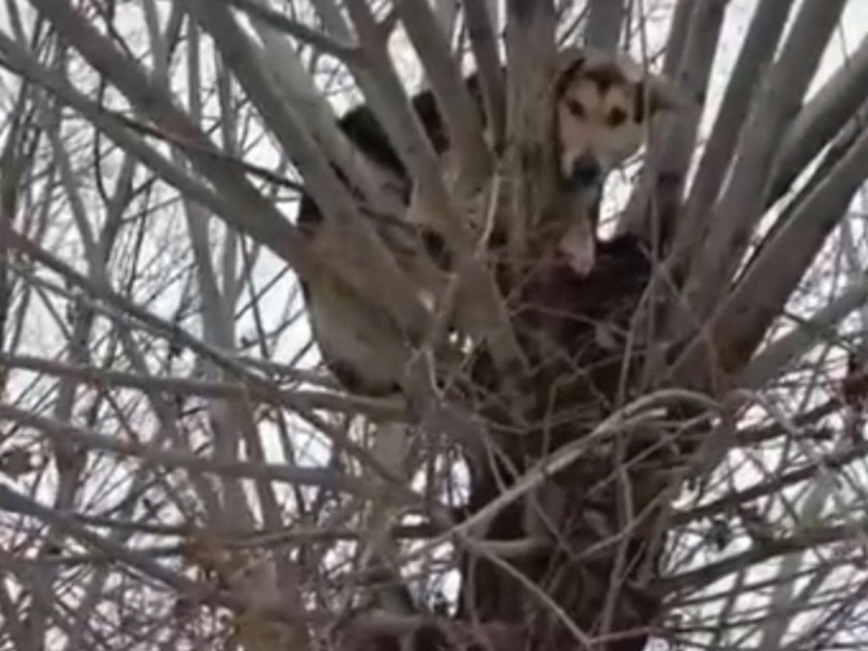 В Омске спасли застрявшую на дереве собаку 