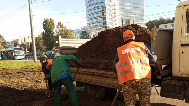 На Коломяжском проспекте появится розарий из 500 цветов 