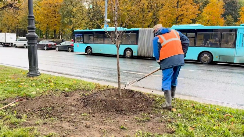 47 лип высадили на Московском проспекте в Петербурге