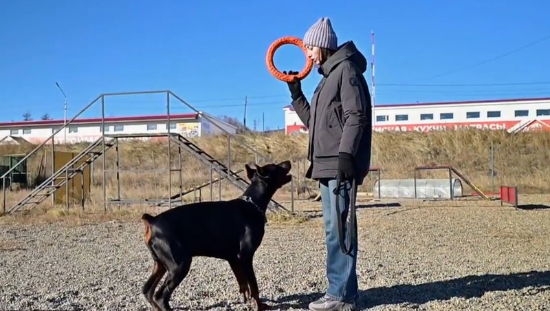 Более 30 магаданцев привлекли к ответственности за неправильный выгул собак