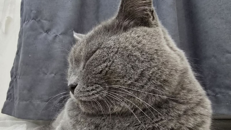 Кота достали из вентиляционной шахты многоэтажки в Нижнем Новгороде