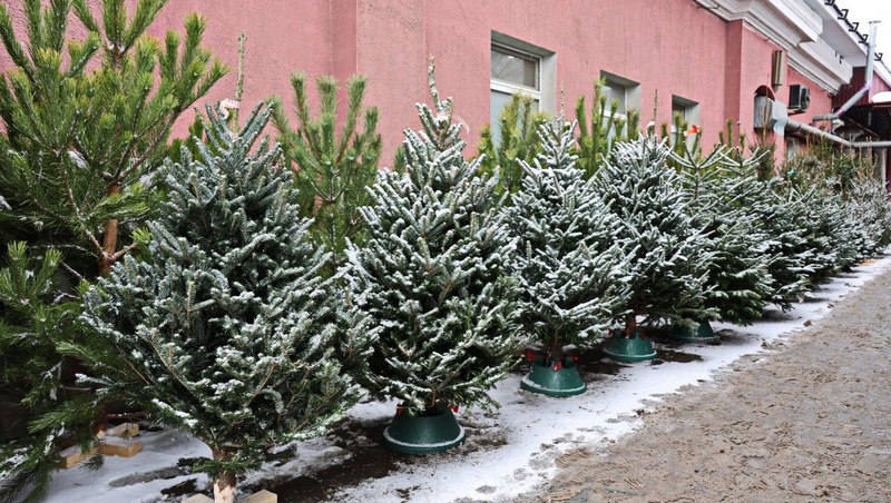 Более 100 ёлочных базаров работают в Самаре