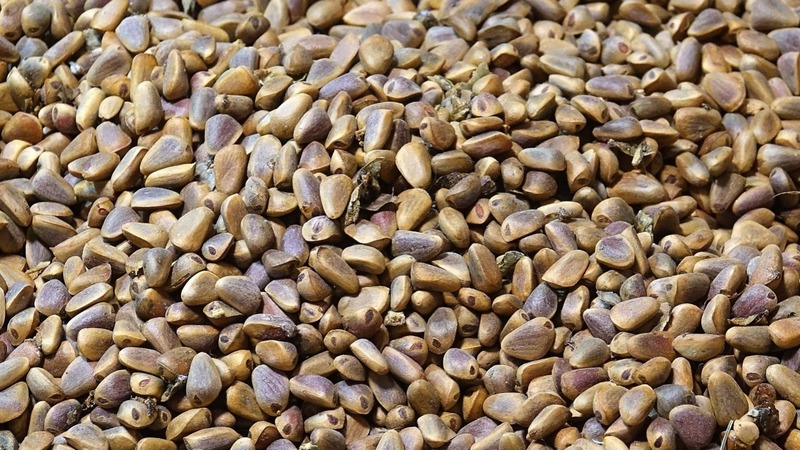 Депутаты Приморья просят Госдуму ускорить рассмотрение поправок к Лесному кодексу РФ