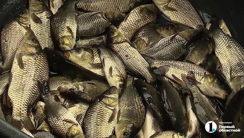 Более 250 тыс. мальков сазана выпустили в челябинские Шершни