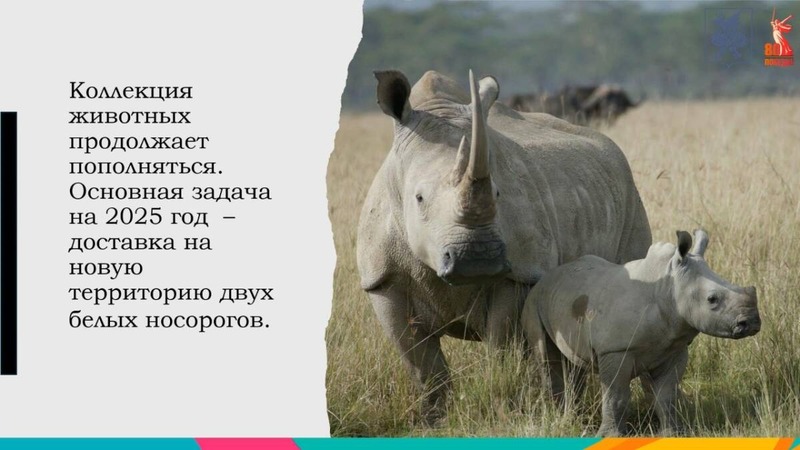 В Казанский зоопарк двух белых носорогов в 2025 году