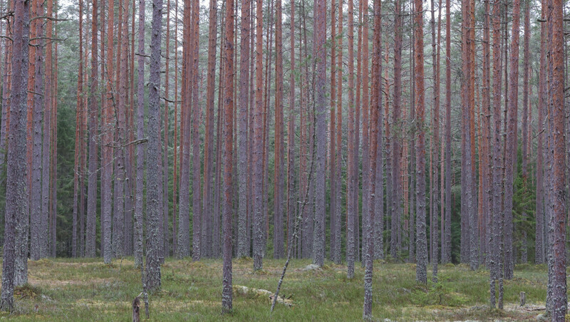 Пожароопасный сезон начнётся 17 апреля в Ленобласти
