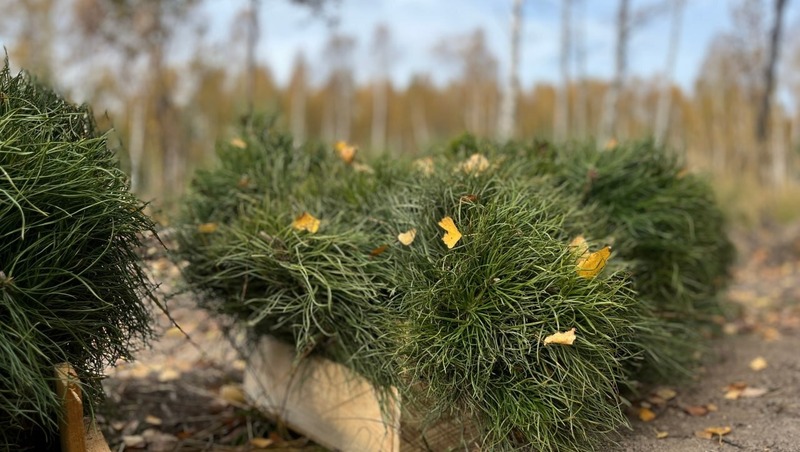 Около 6 тыс. га новых лесов создали в 2025 году в Нижегородской области