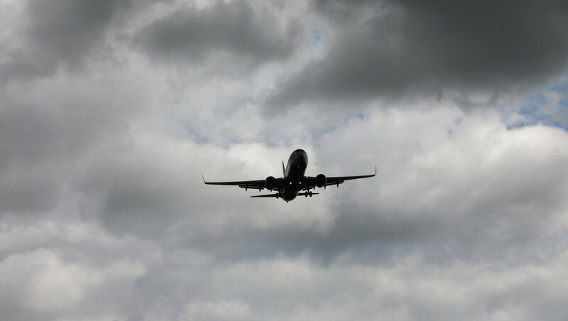 100 тыс. руб. взыскали петербургские приставы с авиакомпании за гибель кошки на борту