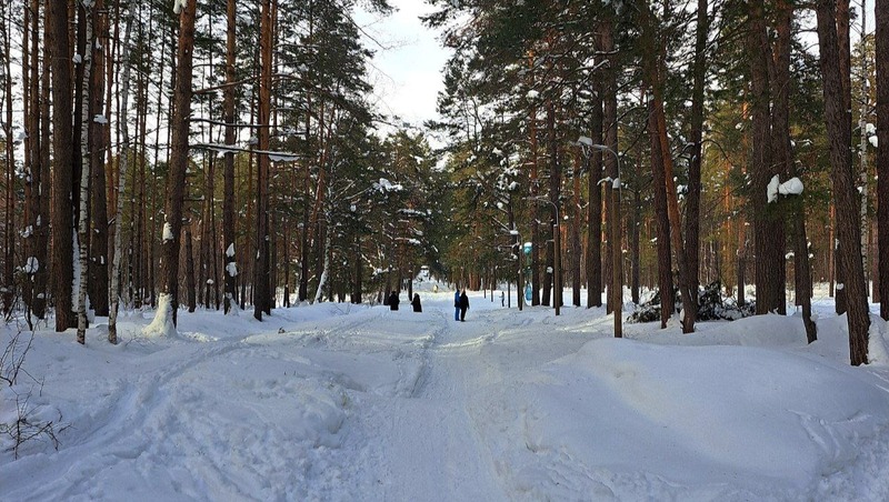 Татарстан стал лидером ПФО по росту доходности лесного хозяйства