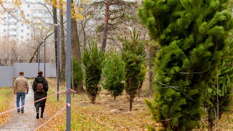 100 крупномерных сосен высадили в парке Урицкого в Казани