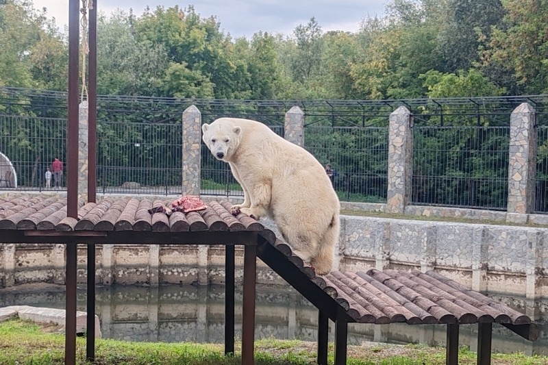В Большереченском зоопарке отметят годовщину приезда белой медведицы Думки