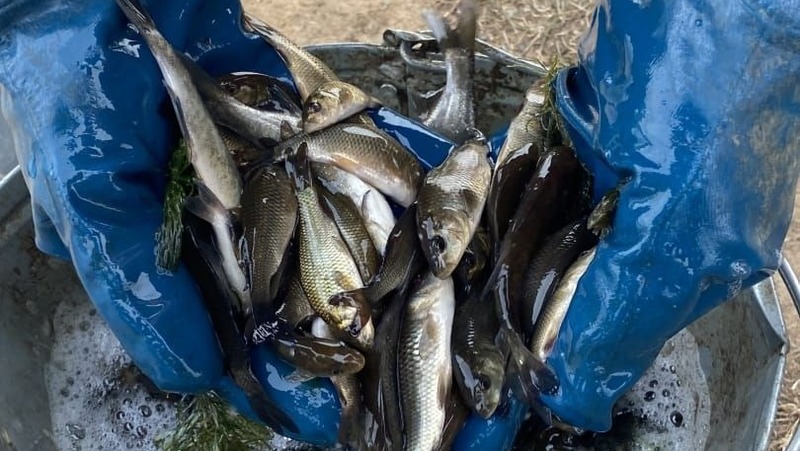 15 тыс. мальков сазана выпустили в Каму в Челнах