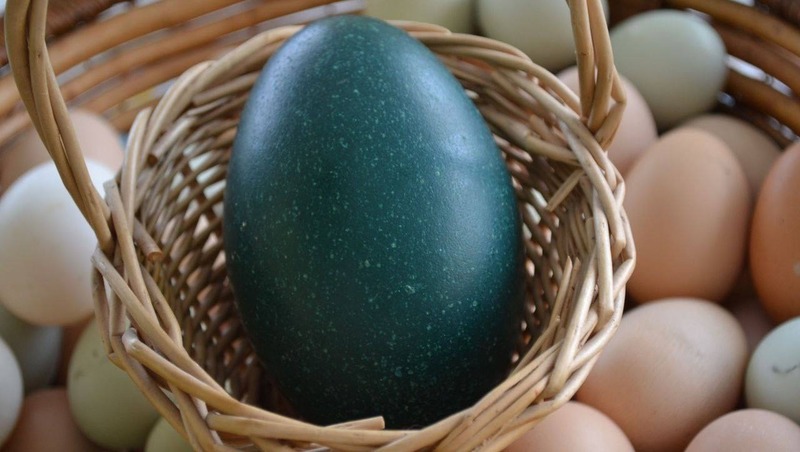 Магаданские страусы эму снесли первое яйцо