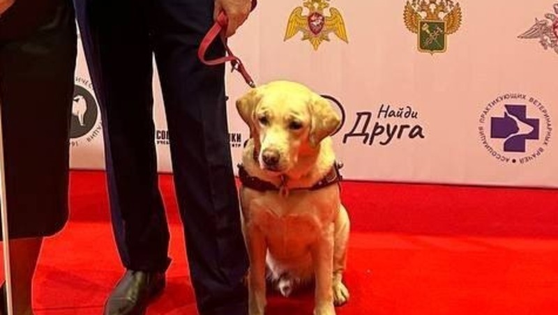 Самарского лабрадора Снежка признали лучшим псом-поводырём в России